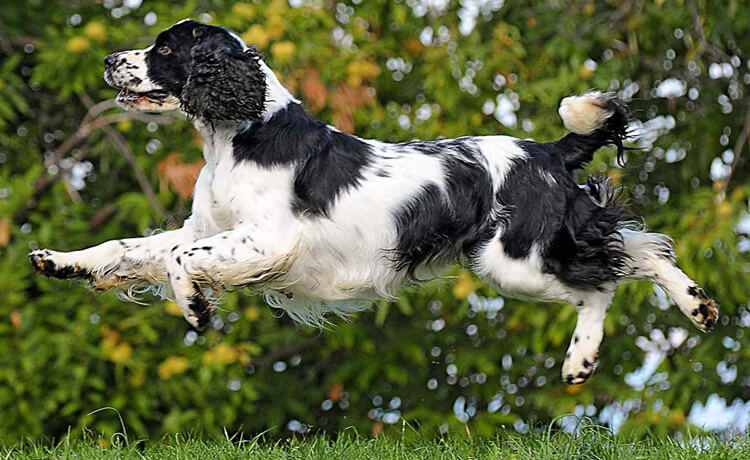 English Springer Spaniel